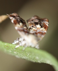 Choreutis emplecta