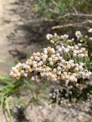 Erica scabriuscula