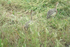 Dendrocygna eytoni