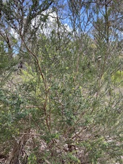 Leptospermum continentale