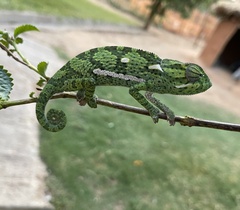 Chamaeleo dilepis