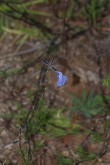 Salvia reptans
