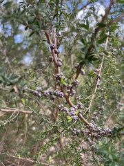 Leptospermum continentale