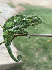 Chamaeleo dilepis