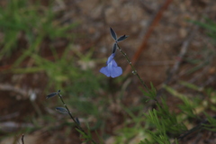 Salvia reptans