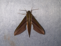 Xylophanes resta