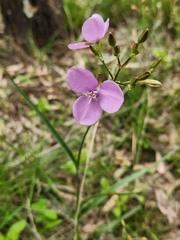 Murdannia graminea