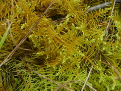 Thuidiopsis sparsa