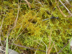 Thuidiopsis sparsa