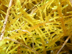 Thuidiopsis sparsa