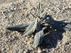 Psorothamnus spinosus