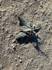 Psorothamnus spinosus