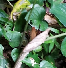 Ischnomela pulchripennis