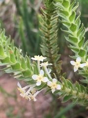 Struthiola hirsuta