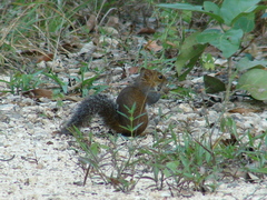 Sciurus deppei