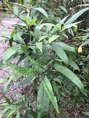 Prostanthera lasianthos
