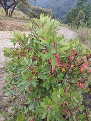 Arbutus tessellata