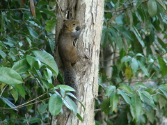 Sciurus deppei