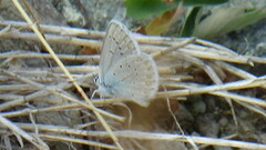 Plebejus anna