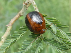 Dicranosterna