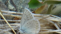 Plebejus anna