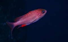 Anthias anthias