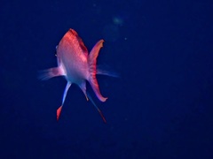 Anthias anthias