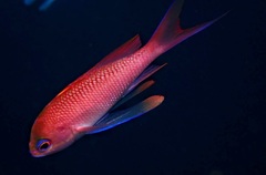 Anthias anthias