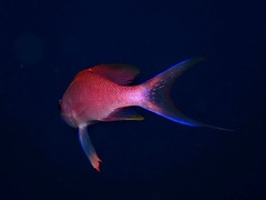 Anthias anthias
