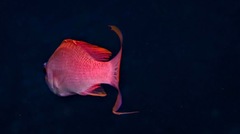 Anthias anthias