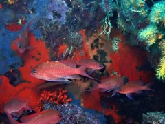 Anthias anthias