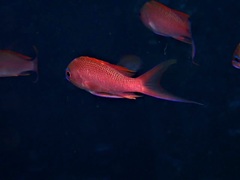 Anthias anthias