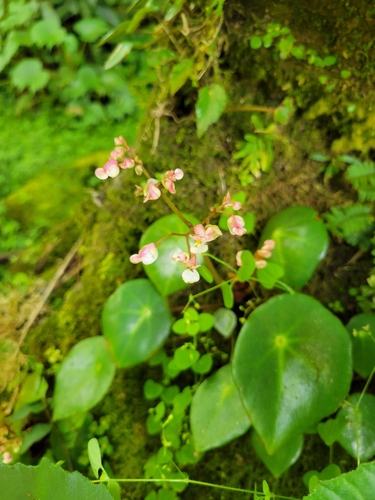 Begonia conchifolia, photograph 4