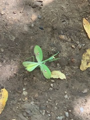 Stagmatoptera septentrionalis