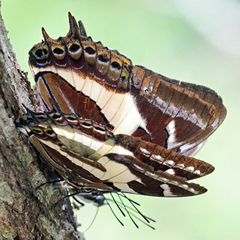 Charaxes clitarchus