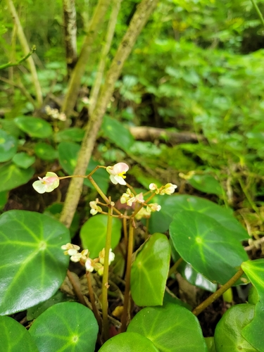 Image of Begonia conchifolia by (c) Jake Rehage, some rights reserved (CC BY)