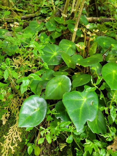 Begonia conchifolia, photograph 6