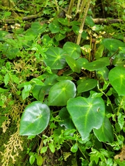Begonia conchifolia, photograph Jake Rehage, CC BY, iNaturalist via GBIF
