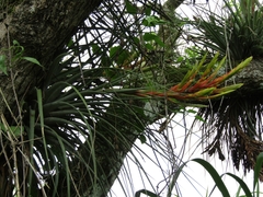 Tillandsia fasciculata