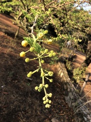 Vachellia nilotica subsp. kraussiana image