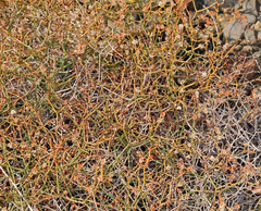 Eriogonum heermannii