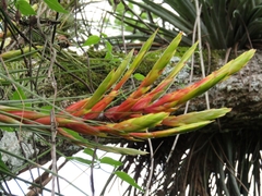 Tillandsia fasciculata