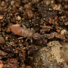 Entomobrya clitellaria