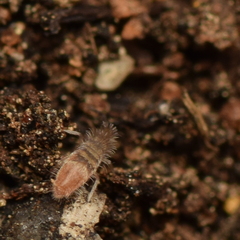 Entomobrya clitellaria