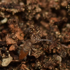 Entomobrya clitellaria