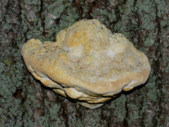 Polyporaceae