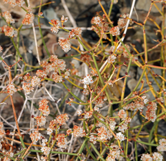 Eriogonum heermannii
