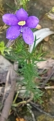 Cheiranthera linearis