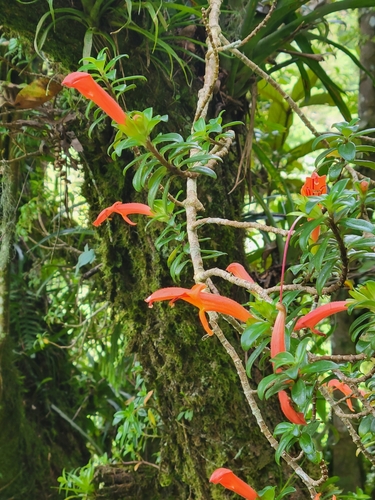 Columnea glabra, photograph 6