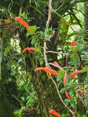 Columnea glabra